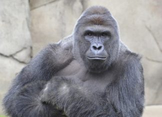 Cincinnati Zoo Fiasco Sparks National Debate