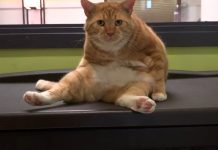 CASPCA Helps Dislocated Animals from Harvey and Irma